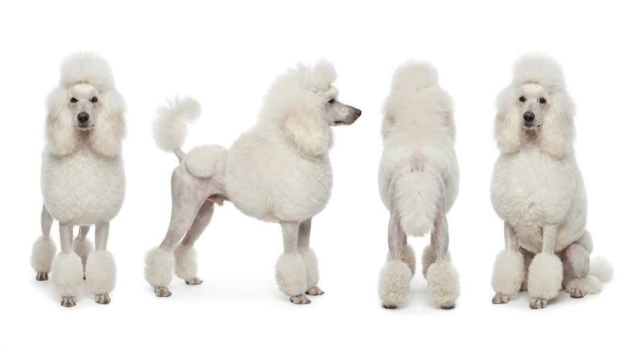 Turnaround for the white poodle, four views